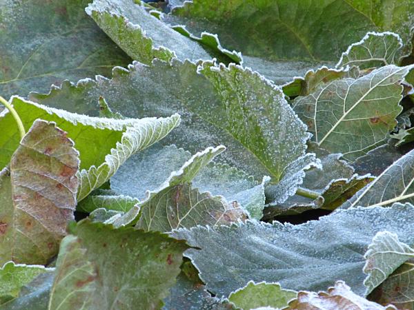 Баштанка осінні приморозки Баштанка осінні приморозки