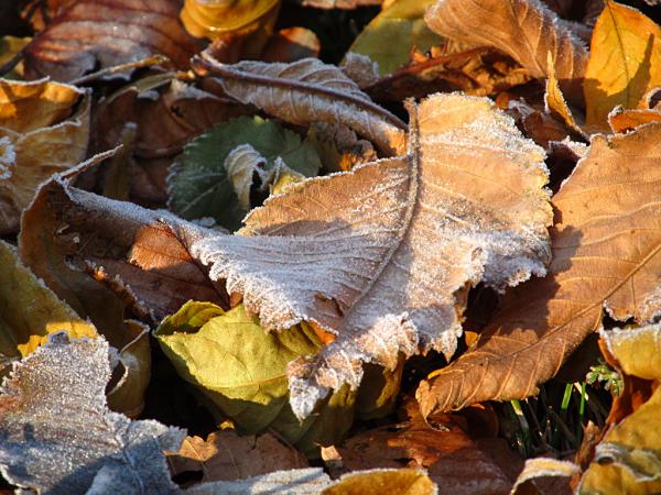 �������� ����� ����������