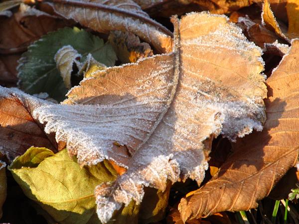 �������� ����� ����������