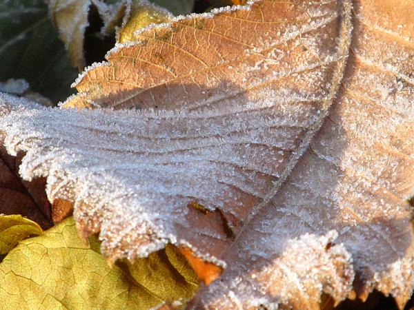 �������� ����� ����������